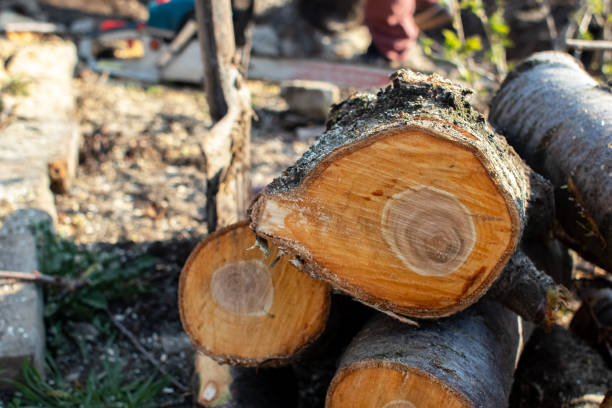 How Our Tree Care Process Works  in  Cambria, CA